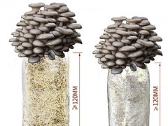 网上购买菌包需要注意什么，菌菇包买回家怎么样种植？