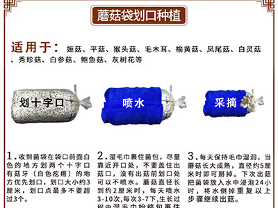 菌菇包的种植方法