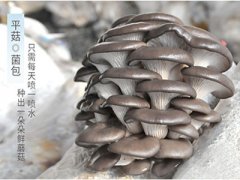 蘑菇菌包在哪里能买的到？