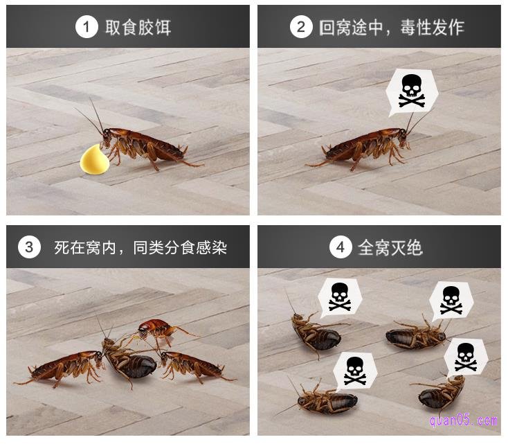 什么样的蟑螂药灭蟑效果最好呢