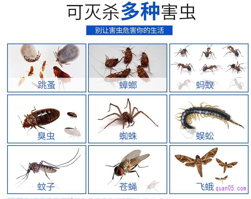 杀虫气雾剂能杀死哪些害虫