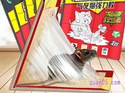 粘鼠板在什么店有卖